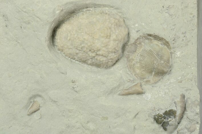 Cystoid (Holocystites) With Horn Corals & Brachiopod - Indiana #186792